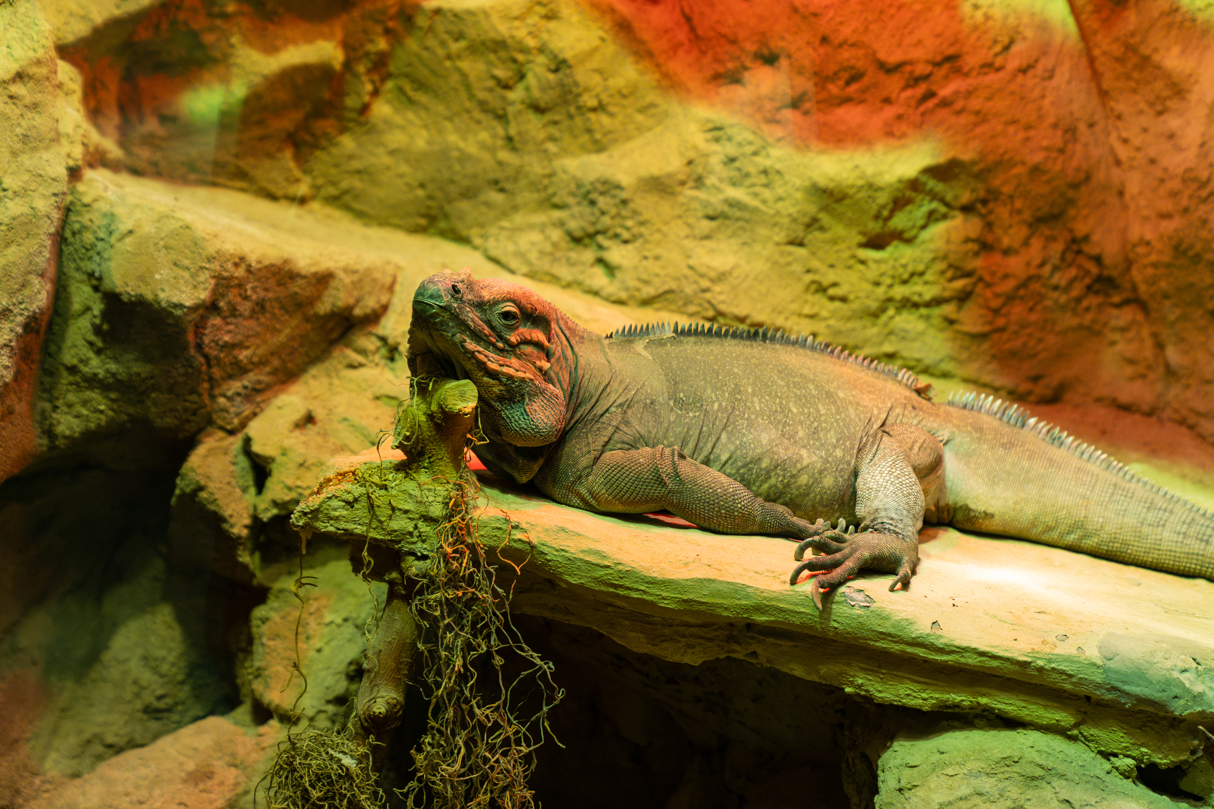 An iguana relaxes beneath heat lamps in one of the reptile exhibits at Henry Vilas Zoo