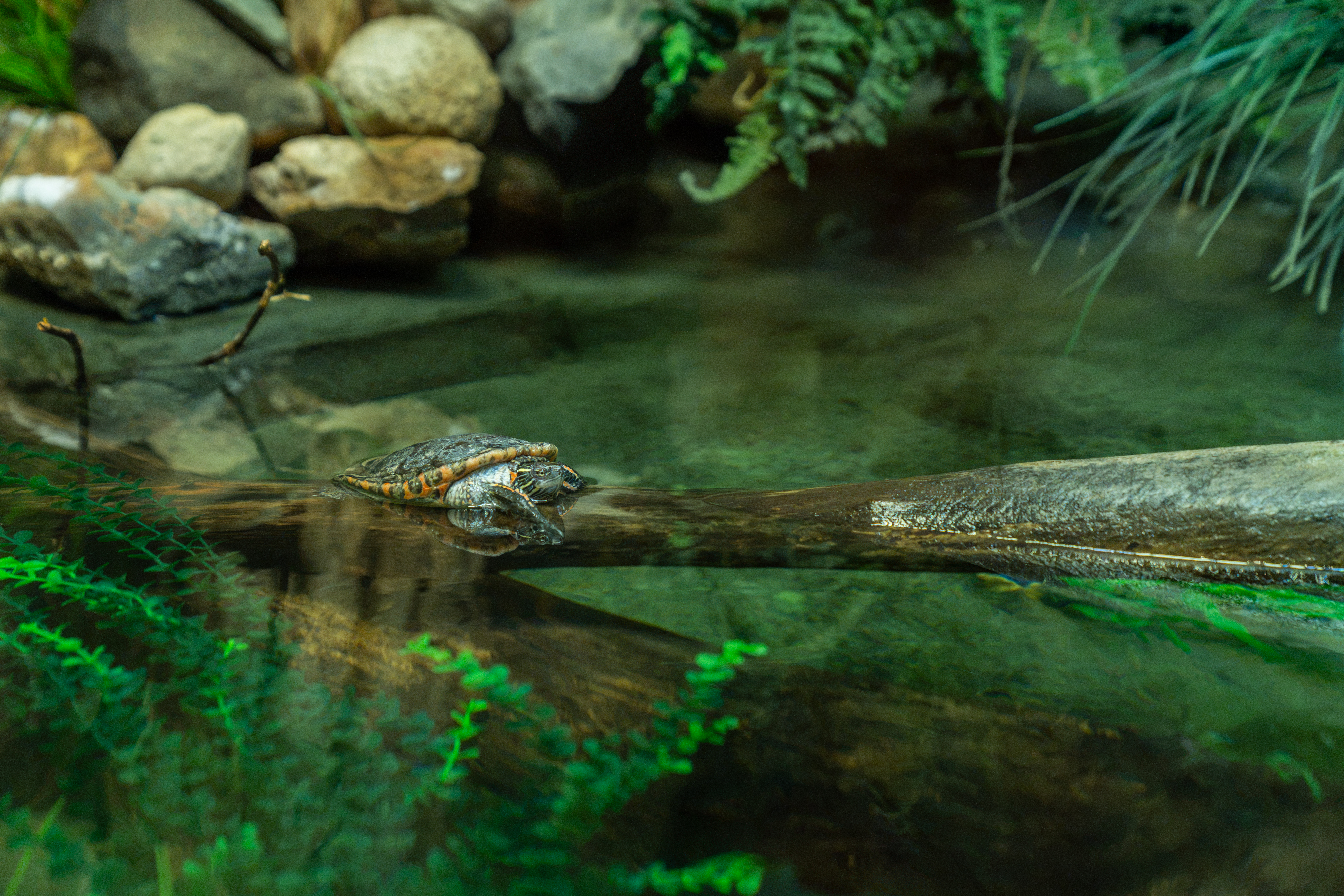 Guests had the opportunity to explore reptile exhibits throughout the zoo during the annual company picnic