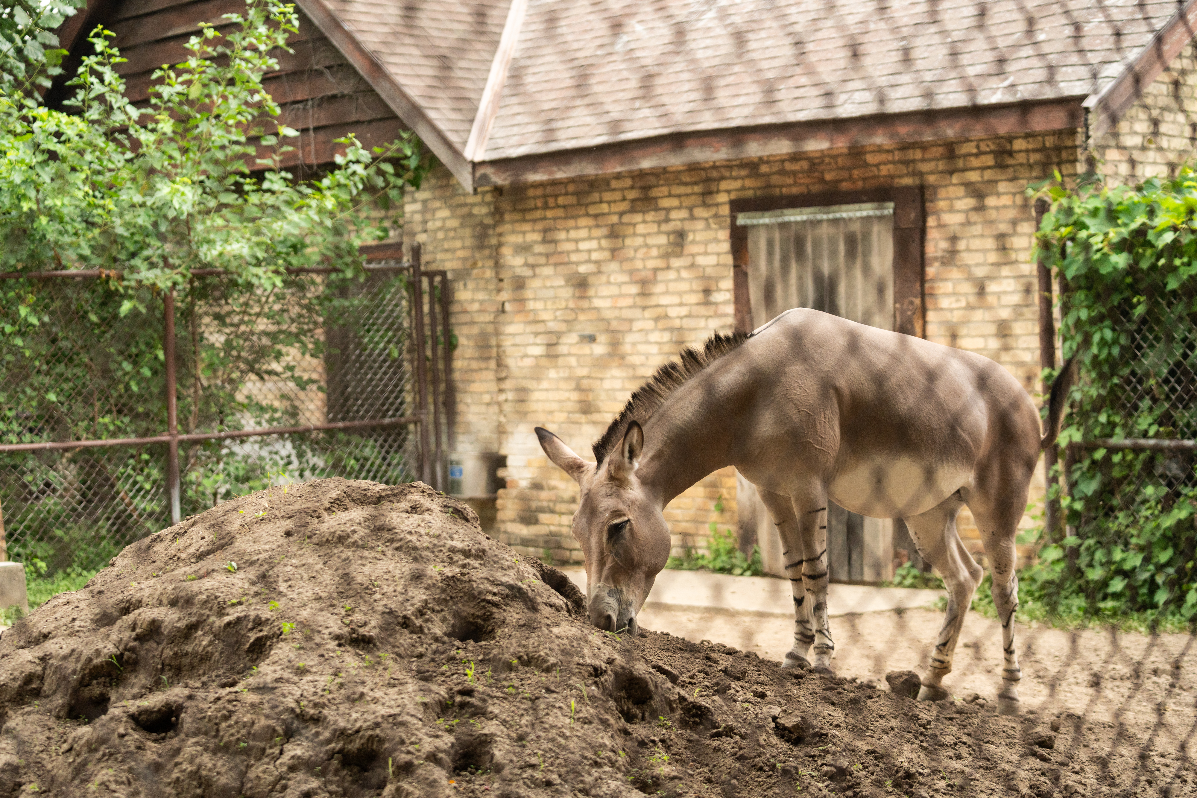 An African wild donkey explores its habitat at Henry Vilas Zoo during the Urban Land Interests annual company picnic