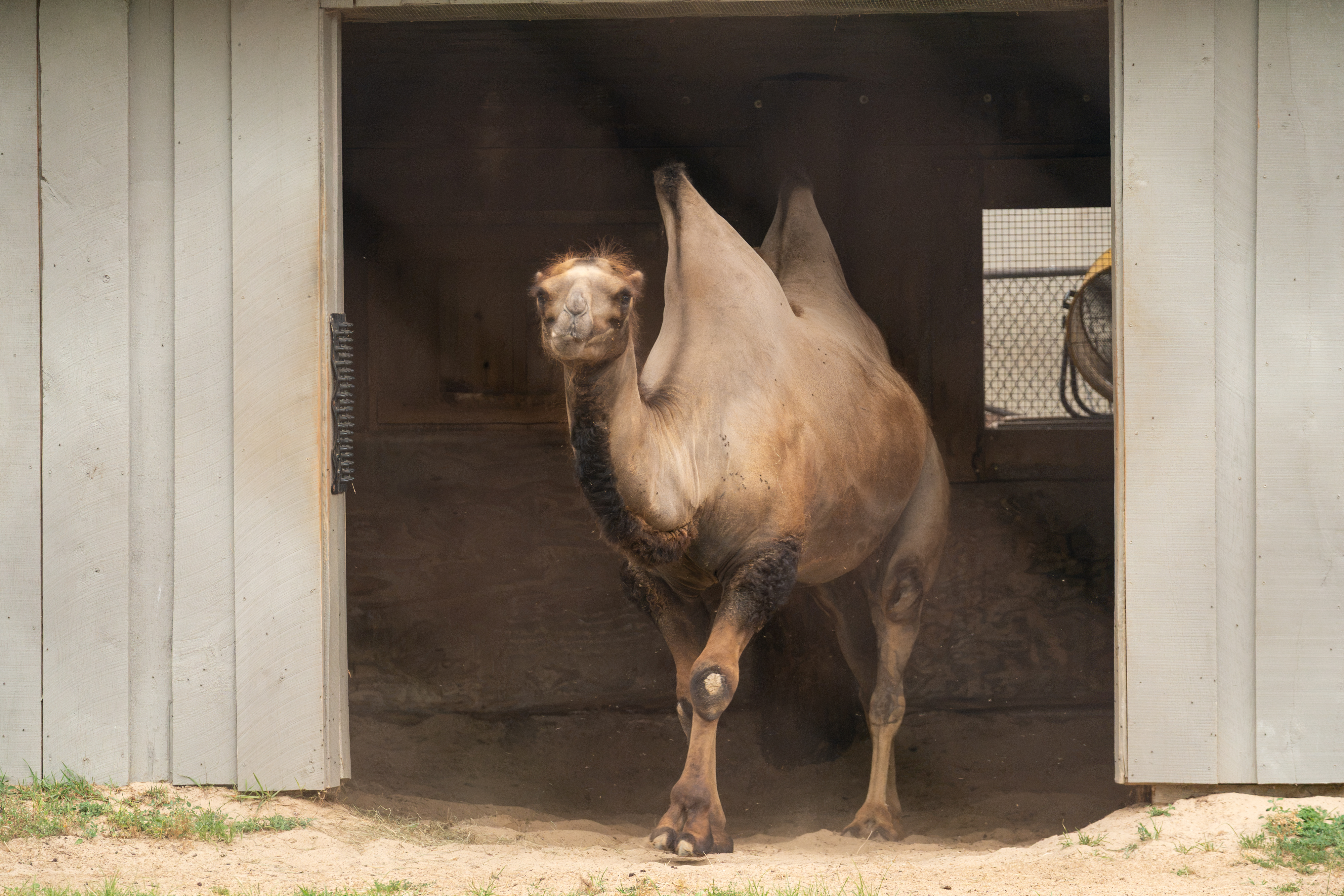 A Bactrian camel pauses at the entrance to its habitat during the Urban Land Interests company picnic