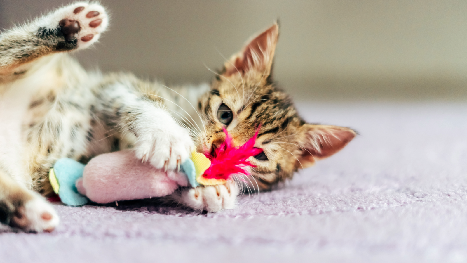 Resident Benefit Paw Pals Pet Services 