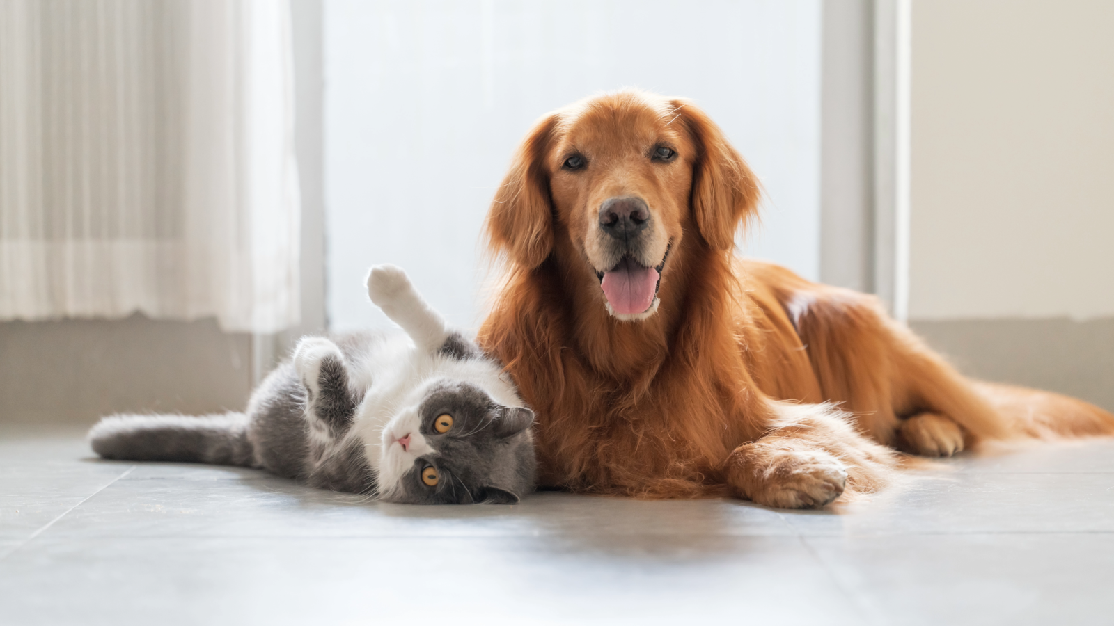 Pet life at Urban Land Interests Apartments 