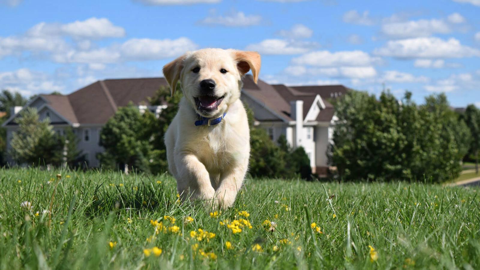 Resident Benefit Paw Pals Pet Services 