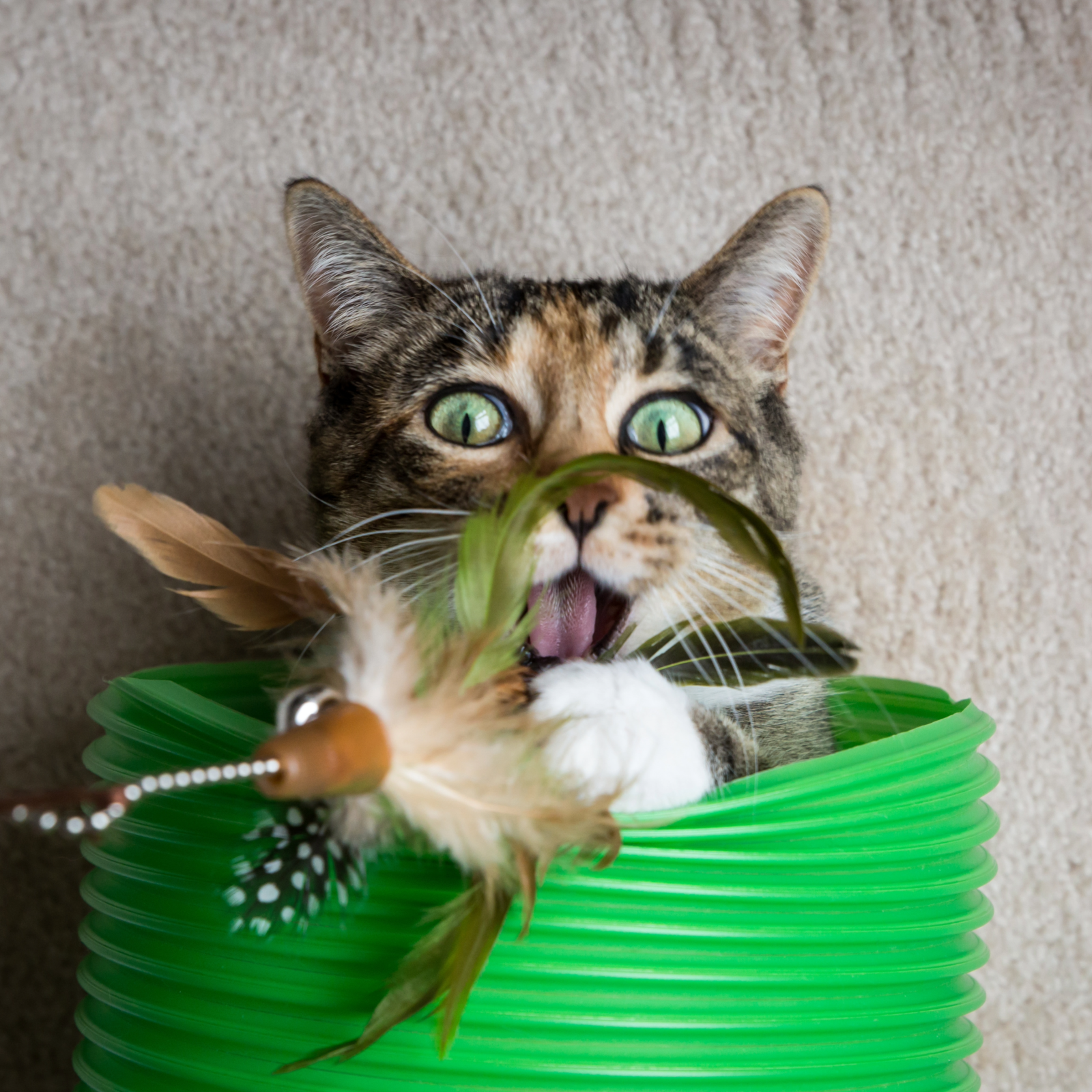 Cat Policy Fun Picture 